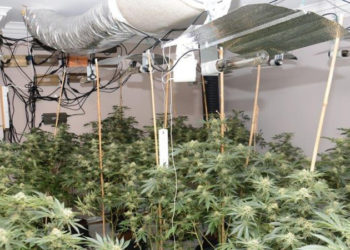 Mbollën hashash në Angli, kush janë 7 shqiptarët e arrestuar