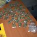 Policia aksion në banesat në Krujë, sekuestrohen 21 kg kanabis