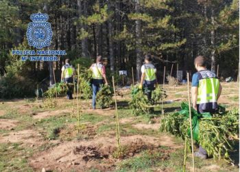 Plantacion me kanabis në mes të pyjeve të Spanjës, si u zbulua grupi i shqiptarëve (Video)