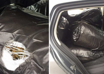 Vetëdorëzohet në polici 28-vjeçari, ishte shpallur në kërkim pas sekuestrimit të 70 kg kanabis në Shkodër