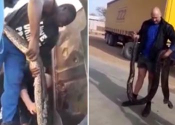 VIDEO/ Momenti i tmerrshëm kur mekaniku nxjerr nga motori i kamionit pitonin 4 m të gjatë