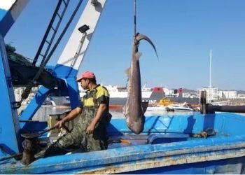 FOTO/ Kapet peshkaqeni Tigër në Durrës, peshon 500 kg dhe është mbi 3 metra i gjatë