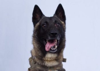 Ndoqi nëpër tunele liderin e ISIS Al-Bagdadi, qeni “hero” merr lëvdata nga Trump dhe Pentagoni