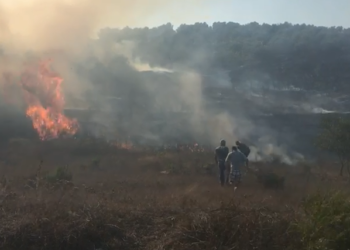 VIDEO/ Digjen mbi 5 mijë rrënjë ullinj në Vlorë, flakët favorizohen nga era e fortë