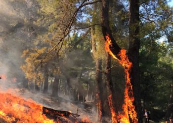 Zjarr në Fier/ Flakët shkrumbojnë disa hektarë me pyje, zjarrfikëset në terren