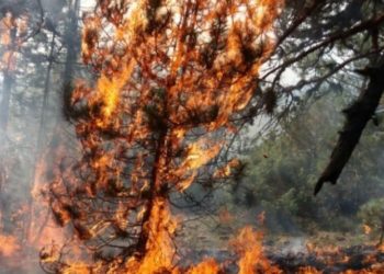 Shpërthejnë fishekët pranë vatrës së zjarrit në Nikolicë, flakët përfshijnë sërish pyjet e Devollit