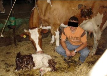 Çmendet fermeri, abuzon seksualisht me kafshët, nuk kursen as derrat