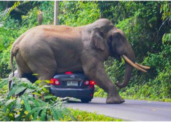 Elefanti tmerron udhëtarët në parkun e Tajlandës, vendos të ulet sipër makinës (Foto)