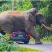 Elefanti tmerron udhëtarët në parkun e Tajlandës, vendos të ulet sipër makinës (Foto)