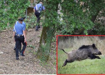 Fshehën kokainën në pyllin e Toskanës, por derrat e egër u prishin planin trafikantëve shqiptarë