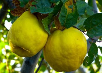 Fruti i stinës, çfarë duhet të dini për ftoin