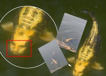 VIDEO+FOTO/ Peshku me fytyrë njeriu huton turistët në një fshat në Kinë
