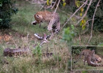 FOTO/ “I kafshoi kokën”, betejë e ashpër mes pitonit dhe leopardit, po kush fitoi