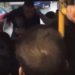 VIDEO/ Vajzës i humb portofoli, pasagjerët rrahin keq shoferin e autobusit