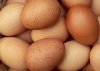 Vuri bast se do hante 50 vezë, vdes në mënyrë tragjike