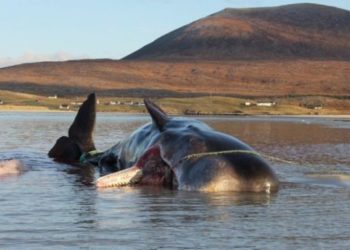Balenës së ngordhur i nxirren nga barku 100 kilogramë hedhurina