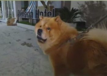 Historia e veçantë e qenit hero Kiko/ Ja si i shpëtoi jetën familjes durrsake