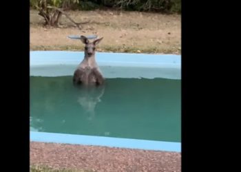 VIDEO / Australia nën flakë… Kanguri freskohet në pishinë