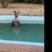 VIDEO / Australia nën flakë… Kanguri freskohet në pishinë