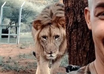 VIDEO/ Po bënte një selfie, por pas tij shfaqet një luan, fundi do ju lëri pa fjalë