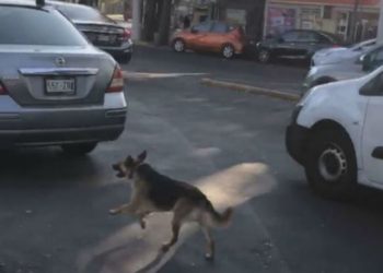 Video prekëse! I zoti e braktisi, qeni nuk i ndahet dhe e ndjek nga pas