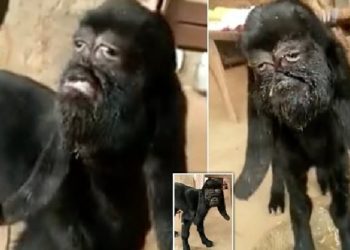 E pazakontë në Indi/ Lind dhia me tipare njerëzore, vendasit e adhurojnë si të dërguarën e Zotit