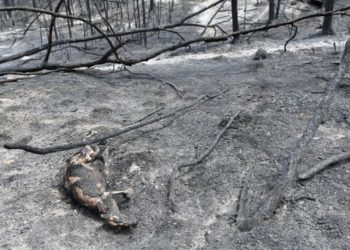 FOTOT/ Flakët shfarosin gjysmë miliardë kafshë në Australi