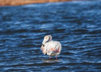 FOTOT/ Zv/Kryeministri Braçe këshillon: Niseni vitin në Divjakë, shikoni çfarë bukurie!