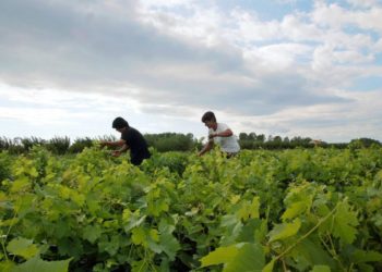 Revista franceze: Pse duhet t’i jepni një shans verërave shqiptare