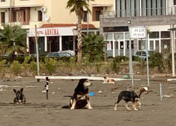 FOTO/ Qentë endacakë rrezik i pafundëm në Shëngjin, frikësohen qytetarët