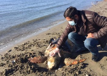 Foto/ Breshka 100-vjeçare gjendet e ngordhur në plazhin e Zvërnecit