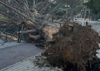 Era e fortë rrëzon pemët në Tiranë, bie edhe pema e Vitit të Ri në sheshin “Skënderbej” (Foto)
