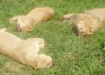 Gjuetarët vrasin në mënyrë brutale 16 luanë, do të përdoren kundër magjisë së zezë