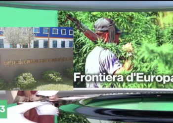Reportazhi i Rai3 për kanabisin/ Reagon Policia e Shtetit: Dezinformimi ishte skandaloz, 2019 shënoi sasinë më të vogël