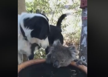Australi/ Fauna bën njerëzoren, qeni ndan ujin me koalan në vështirësi