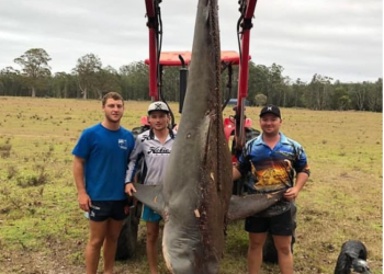 Peshkatarët lumturohen që kapën peshkaqenin-dem, por ja çfarë zbuluan kur i çanë barkun (Foto)