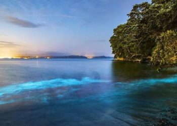 FOTOT/ Pamje mahnitëse, laguna blu jep spektakël në Auckland teksa uji bëhet fosforeshent