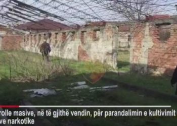 Operacion kundër kanabisit në gjithë vendin, policia skanon serat, tunelet, magazinat e pyjet