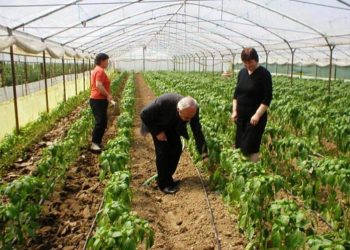 Bum prodhimi në 2019/ Për herë të parë, mbi 300 milionë euro eksporte