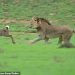 VIDEO që të thyen zemrën/ 20 minuta ndjekje, luani dhe luanesha shqyejnë antilopën e vogël