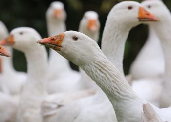 U prekën nga virusi patologjik, Bullgaria asgjëson mijëra pata në një fermë