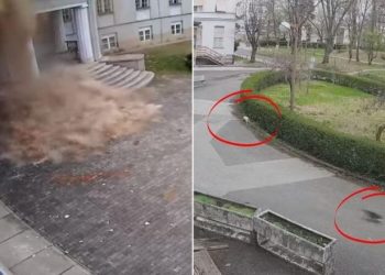 Tërmeti shemb fakultetin në Zagreb, por veprimi i këtyre maceve para lëkundjes po çudit botën (Video)