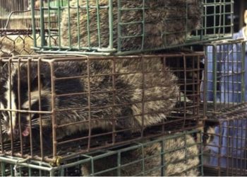 Shkencëtari amerikan akuzon njerëzimin për pandeminë: “Ia bëmë vetes”