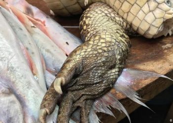 Preferenca e Kinës për gjellë me kafshë të egra/ DW: Thyen traditën duke ndaluar tregtinë e mishit të qenit dhe maces