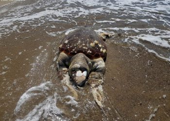 E pazakontë në Golem, deti nxjerr të ngordhur në breg një breshke Carreta-Carreta (Foto)