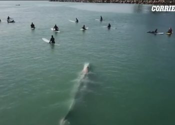 Natyra “rigjen paqen” gjatë pandemisë / Pamjet e balenave dhe delfinëve në Adriatik bëhen virale në rrjet