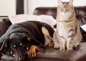 Kafshët përhapin virusin? Studimi kinez: Covid-19 prek macet, por jo qentë, derrat, apo shpendët