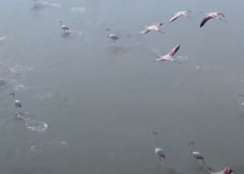 Karantina i jep hapësirë natyrës/ Rama nxjerr pamjet e flamingove rozë: Çfarë mrekullish ka Shqipëria!