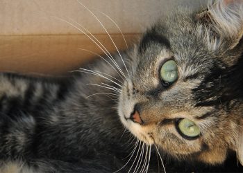 Një tjetër rast me koronavirus tek macet, u infektua nga njeriu