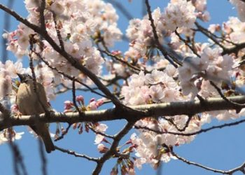 Surprizon moti! Ja sa arrijnë temperaturat ditën e sotme